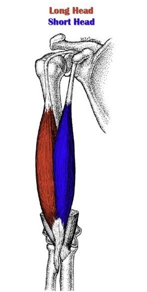 anatomy of the biceps brachii