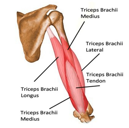 triceps brachii anatomy