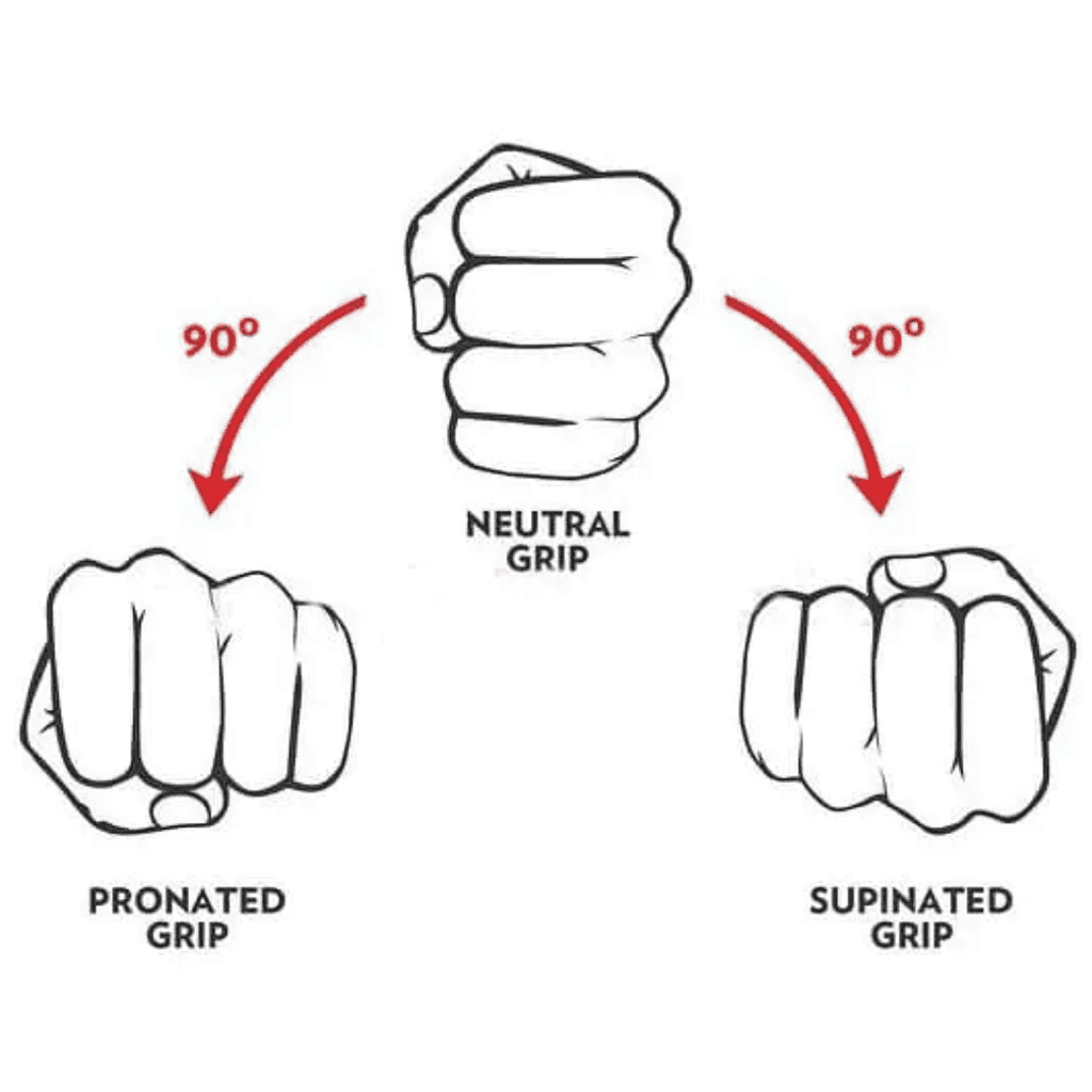 pronated, neutral, and supinated grip positions
